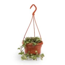 Ceropegia Woodii - String Of Hearts -HORTOLOGY Plants Sale String of hearts 14x30cm withhanger