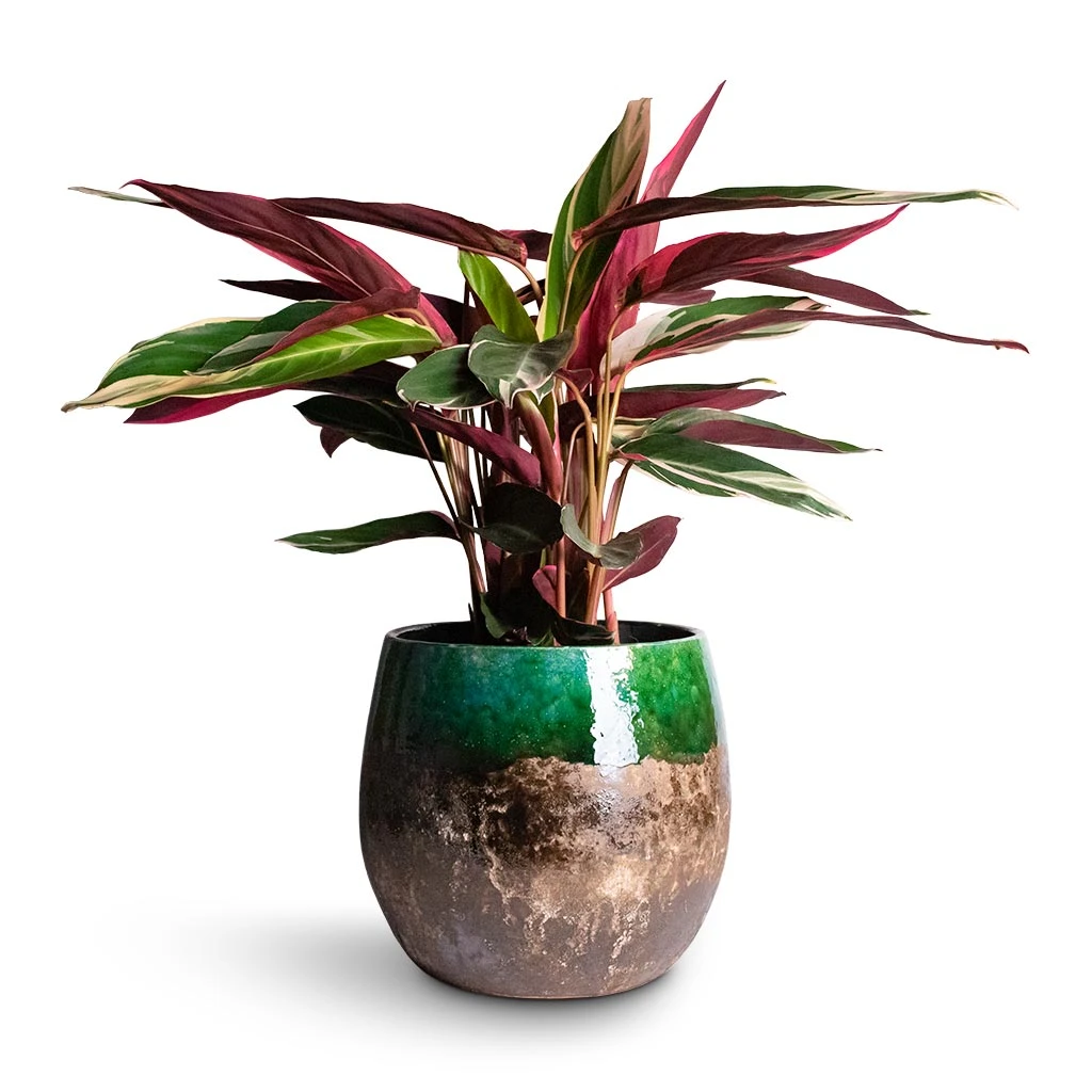 Lindy Plant Pot - Black Green 5 Lindy Plant Pot - Black Green - Image 5