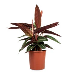 Stromanthe Sanguinea Triostar -HORTOLOGY Plants Sale Stromanthe sanguinea Triostar 17x65cm 1