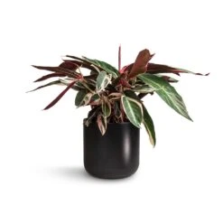 Stromanthe Sanguinea Triostar -HORTOLOGY Plants Sale Stromanthe sanguinea Triostar 19x70cm Lisbon Plant Pot Anthracite 21x21cm 462ecc2d d4e9 492e b418 e69509c73f2f
