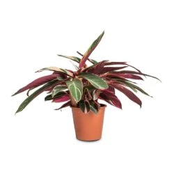 Stromanthe Sanguinea Triostar -HORTOLOGY Plants Sale Stromanthe sanguinea Triostar 19x70cm b7a94bb2 eeb5 474a 9510 57ad9bf61fda