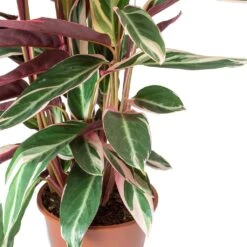 Stromanthe Sanguinea Triostar -HORTOLOGY Plants Sale Stromanthe sanguinea Triostar Leaves