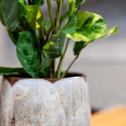 Suus Plant Pot - Latte Mottled Honey and Caramel Glossy Ceramic Indoor Planter -HORTOLOGY Plants Sale Suus latte 07