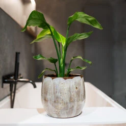 Suus Plant Pot - Latte Mottled Honey and Caramel Glossy Ceramic Indoor Planter -HORTOLOGY Plants Sale Suus latte 08