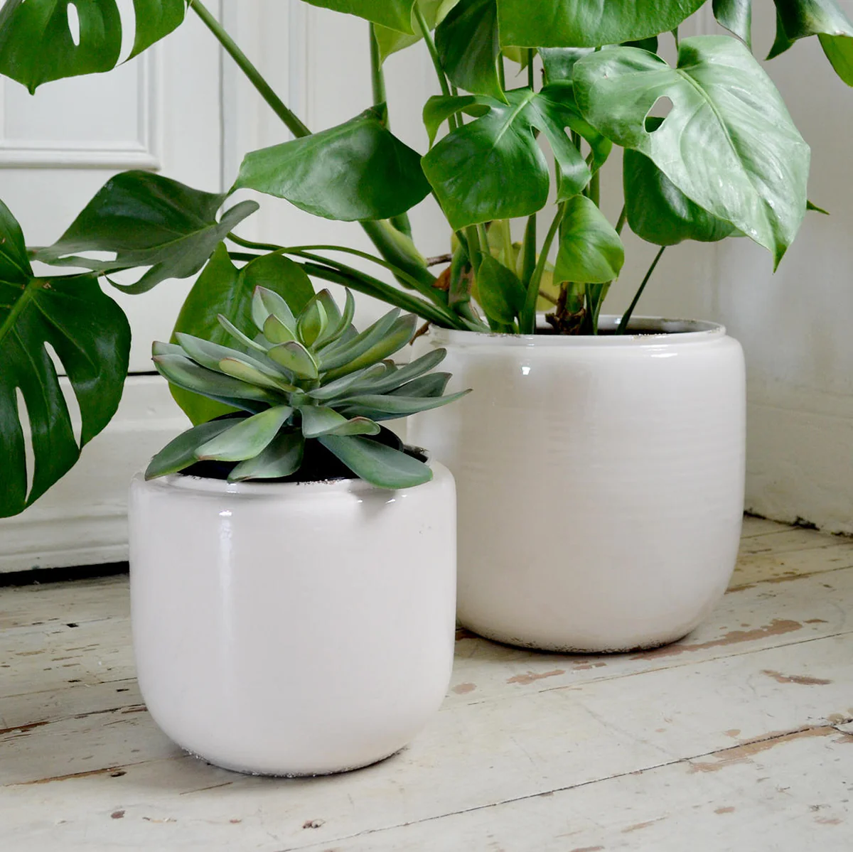 HORTOLOGY Plants Sale 19 HORTOLOGY Plants Sale -HORTOLOGY Plants Sale TWTT Ceramic Indoor White Plant Pots LS