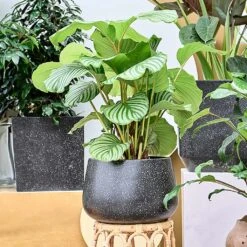 Terrazzo Darcy Planter - Black 21 Terrazzo Darcy Planter - Black -HORTOLOGY Plants Sale Terrazo Darcy Black Lifestyle