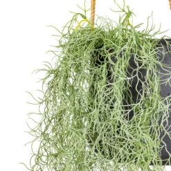 Patt Hanging Plant Pot - Black Washed -HORTOLOGY Plants Sale Tillandsia Hair Bush Artificial 95cm Patt Hanging Pot Black Washed 20x17cm 2