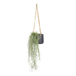 Patt Hanging Plant Pot - Black Washed -HORTOLOGY Plants Sale Tillandsia Hair Bush Artificial 95cm Patt Hanging Pot Black Washed 20x17cm