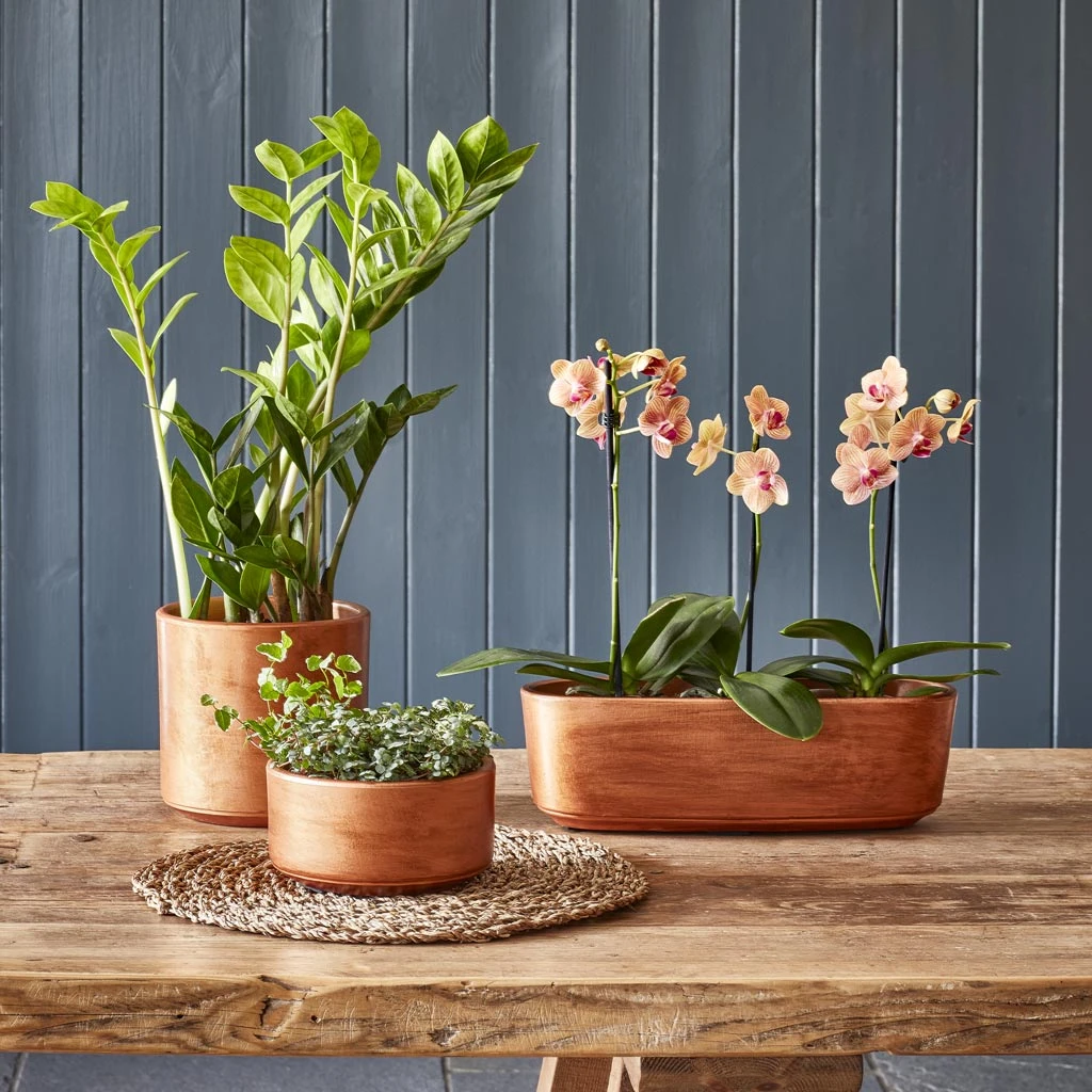 Tivoli Plant Bowl - Copper 2 Tivoli Plant Bowl - Copper - Image 2