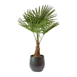 Trachycarpus Fortunei - Windmill Palm -HORTOLOGY Plants Sale Trachycarpus fortunei Windmill Palm Esra Dark Green Plant Pot
