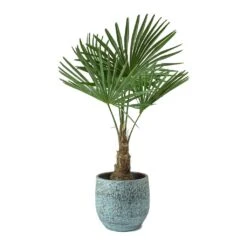 Trachycarpus Fortunei - Windmill Palm -HORTOLOGY Plants Sale Trachycarpus fortunei Windmill Palm Evi Antique Bronze Plant Pot