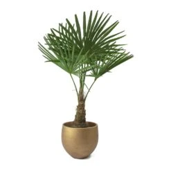 Trachycarpus Fortunei - Windmill Palm -HORTOLOGY Plants Sale Trachycarpus fortunei Windmill Palm Mini Orb Kevan Plant Pot Metallic Copper Plant Pot