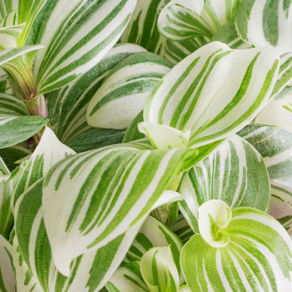 Tradescantia Zebrina - Brightness 4 Tradescantia Zebrina - Brightness - Image 4