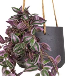 Patt Hanging Plant Pot - Black Washed -HORTOLOGY Plants Sale Tradescantia Hanging Bush Artificial 70cm Patt Hanging Pot Black Washed 20x17cm 3