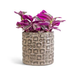 Fiene Plant Pot - Grey -HORTOLOGY Plants Sale Tradescantia albiflora Nanouk Fantasy Venice 12x20cm Fiene Plant Pot Grey 14x14cm