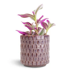 Stian Plant Pot - Lavender Candy 26 Stian Plant Pot - Lavender Candy -HORTOLOGY Plants Sale Tradescantia albiflora Nanouk Fantasy Venice 8x10cm Stian Plant Pot Deep Lavender 10x11cm