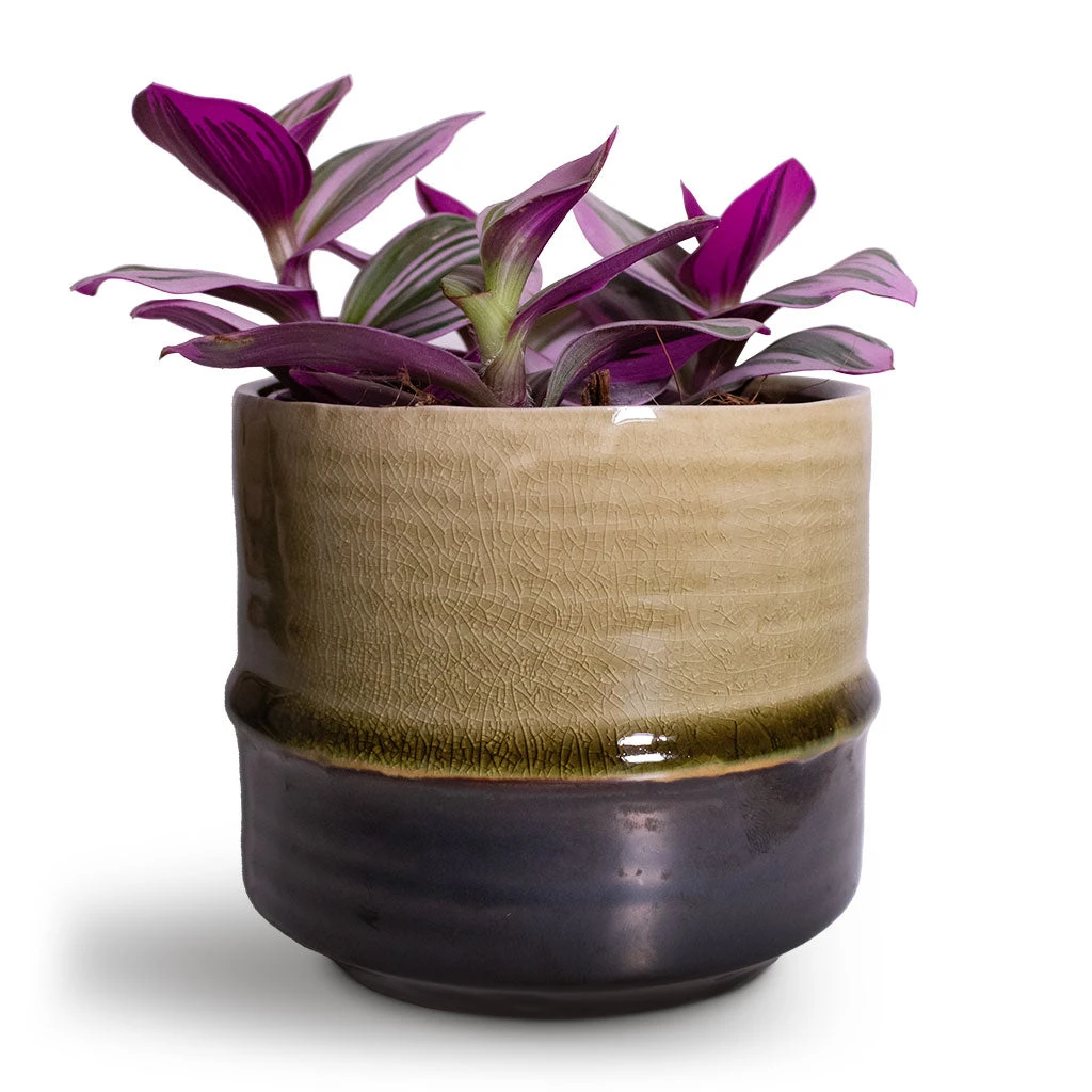 Marlijn Thyme Sage and Denim Blue Two-Tone Glazed Ceramic Indoor Plant Pot 5 Marlijn Thyme Sage and Denim Blue Two-Tone Glazed Ceramic Indoor Plant Pot - Image 5