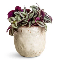 Brian Plant Pot - Ivory 14 Brian Plant Pot - Ivory -HORTOLOGY Plants Sale Tradescantia zebrina 12x15cm Brian Pot Ivory 14x13cm 1