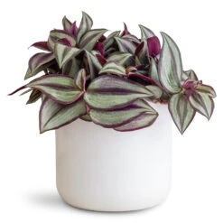 Lisbon Plant Pot - White -HORTOLOGY Plants Sale Tradescantia zebrina 12x15cm lisbon Pot White 13x13cm 1