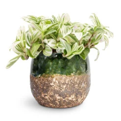 Lindy Plant Pot - Black Green 36 Lindy Plant Pot - Black Green -HORTOLOGY Plants Sale Tradescantia zebrina Brightness 12x15cm Lindy Plant Pot Black Green 16x13cm 1