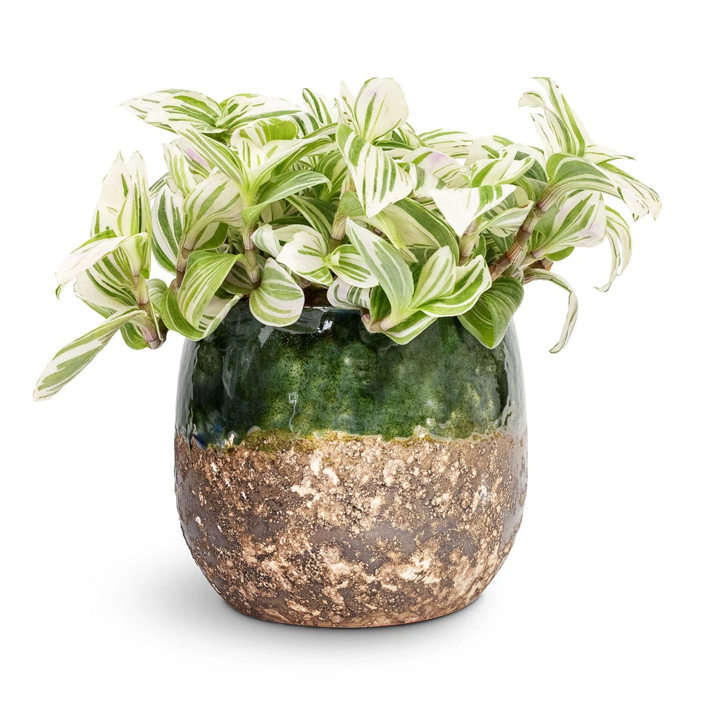 Lindy Plant Pot - Black Green 17 Lindy Plant Pot - Black Green - Image 17
