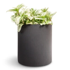 Puk Natural Planter - Matt Black Textured Fibrestone Indoor and Outdoor Pot -HORTOLOGY Plants Sale Tradescantia zebrina Brightness 12x15cm Puk Natural Planter Matt Black 15x15cm 1