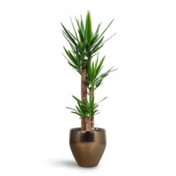 Yucca - HydroCare -HORTOLOGY Plants Sale Yucca HydroCare Amora Couple Planter Gold