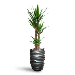 Yucca - HydroCare -HORTOLOGY Plants Sale Yucca HydroCare Gradient Lee Partner Planter Matt Grey