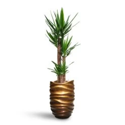 Yucca - HydroCare -HORTOLOGY Plants Sale Yucca HydroCare Gradient Lee Partner Planter Matt Honey