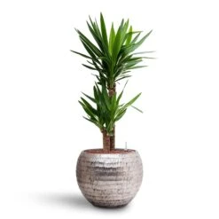 Opus Hammered Globe Planter - Silver -HORTOLOGY Plants Sale Yucca Hydroculture 2 stems Opus Hammered Globe Planter Silver 40 x 32cm fc82cbb6 28f4 4e22 aca4 ef6949671494