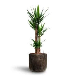 Yucca - HydroCare -HORTOLOGY Plants Sale Yucca Hydroculture 3 stems Luxe Lite Waterfall Cylinder Planter Bronze 40 x 38cm