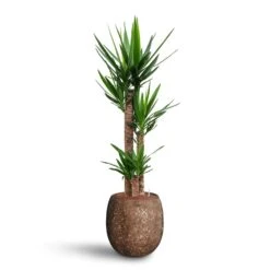 Yucca - HydroCare -HORTOLOGY Plants Sale Yucca Hydroculture 3 stems Polystone Coated Balloon Planter Rock 42 x 42cm