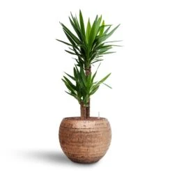 Opus Hammered Globe Planter - Gold -HORTOLOGY Plants Sale Yucca Hydroculture2 stems Opus Hammered Globe Planter Gold 40 x 32cm 62b5a80d 5151 4d41 823e bdd189740aa5