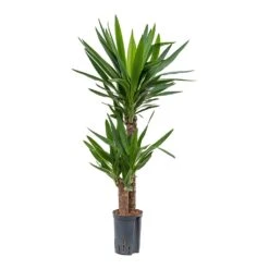 Yucca - HydroCare -HORTOLOGY Plants Sale Yucca Multi Stem Hydroculture Indoor Plant 2Stems