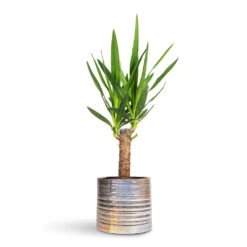 Didi Plant Pot - Pearl Blue -HORTOLOGY Plants Sale Yucca elephantipes Spineless Yucca 14x60cm Didi Plant Pot Pearl Blue 19x16cm 1
