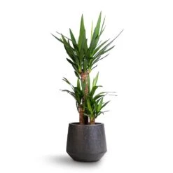 Raindrop Tube Round Planter - Anthracite 16 Raindrop Tube Round Planter - Anthracite -HORTOLOGY Plants Sale Yucca elephantipes Spineless Yucca 21x90cm Raindrop Tube Round Planter Anthracite