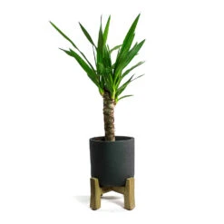 Charlie Plant Pot - Low Stand - Black Washed 10 Charlie Plant Pot - Low Stand - Black Washed -HORTOLOGY Plants Sale Yucca elephantipes Spineless Yucca Charlie Plant Pot Low Stand Black Washed