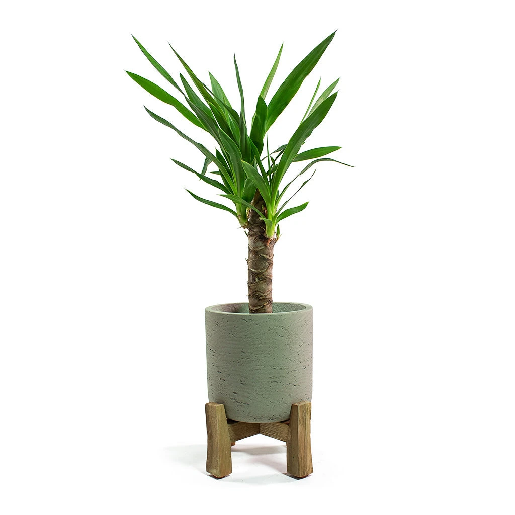 Charlie Plant Pot - Low Stand - Grey Washed 6 Charlie Plant Pot - Low Stand - Grey Washed - Image 6