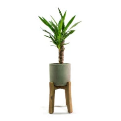 Charlie Plant Pot - Tall Stand - Grey Washed -HORTOLOGY Plants Sale Yucca elephantipes Spineless Yucca Patt Plant Pot Low Stand Black Washed
