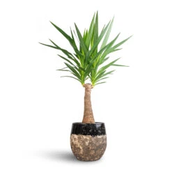 Lindy Plant Pot - Black -HORTOLOGY Plants Sale Yucca elephantipes Thick Trunk 21x100cm Lindy Plant Pot Black 30x25cm bcda4a94 b58c 4074 a1dc 305c698d8b28