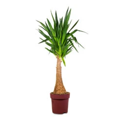 Yucca Elephantipes - Thick Trunk 19 Yucca Elephantipes - Thick Trunk -HORTOLOGY Plants Sale Yucca elephantipes Thick Trunk 27x140cm