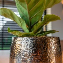 Yvette Plant Pot - Gold -HORTOLOGY Plants Sale Yvette gold 06