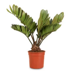 Zamia Furfuracea - Cardboard Palm -HORTOLOGY Plants Sale Zamia furfuracea Cardboard Palm 17x50cm