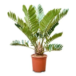 Zamia Furfuracea - Cardboard Palm -HORTOLOGY Plants Sale Zamia furfuracea Cardboard Palm 27x90cm