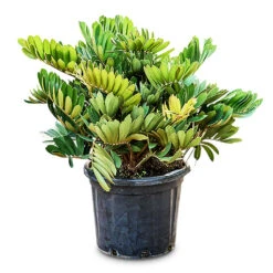 Zamia Furfuracea - Cardboard Palm -HORTOLOGY Plants Sale Zamia furfuracea Cardboard Palm 40x90cm