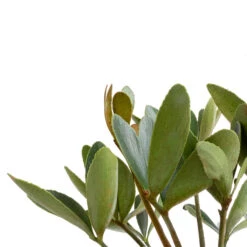 Zamia Furfuracea - Cardboard Palm -HORTOLOGY Plants Sale Zamia furfuracea Cardboard Palm SWATCH 2