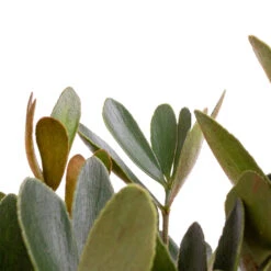 Zamia Furfuracea - Cardboard Palm -HORTOLOGY Plants Sale Zamia furfuracea Cardboard Palm SWATCH 3