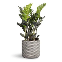 Bernt Plant Pot - Shiny Black 11 Bernt Plant Pot - Shiny Black -HORTOLOGY Plants Sale Zamioculcas zamiifolia Raven ZZ Plant 14x50cm Bernt Plant Pot Shiny Black 17x14cm