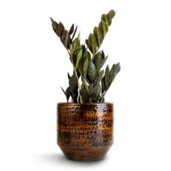 Sanna Plant Pot - Savanna -HORTOLOGY Plants Sale Zamioculcas zamiifolia Raven ZZ Plant 14x50cm Sanna Plant Pot Savanna 18x17cm 1 caa813fb a73a 4a09 abf9 13f15c1488c1