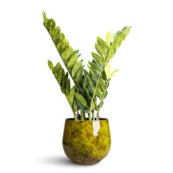 Emmie Metal Plant Pot - Mystic Yellow 13 Emmie Metal Plant Pot - Mystic Yellow -HORTOLOGY Plants Sale Zamioculcas zamiifolia ZZ Artificial 70cm 7 stems Emmie Metal Pot Mystic Yellow 23x20cm